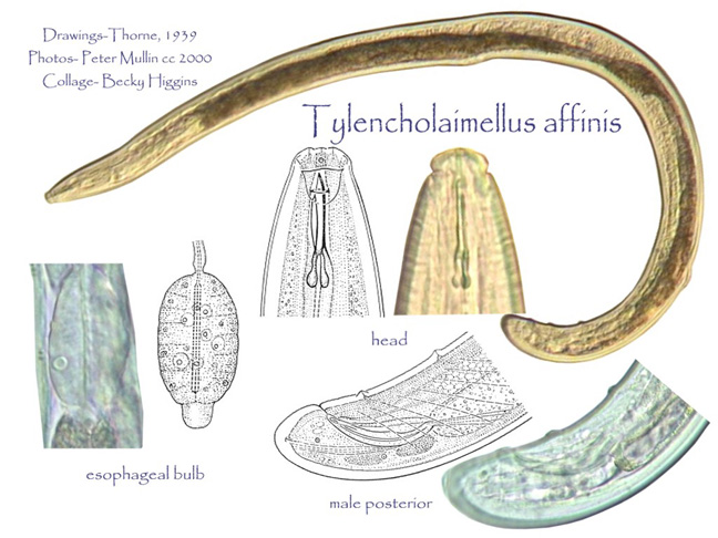 Представитель Семейства Tylencholaimellidae